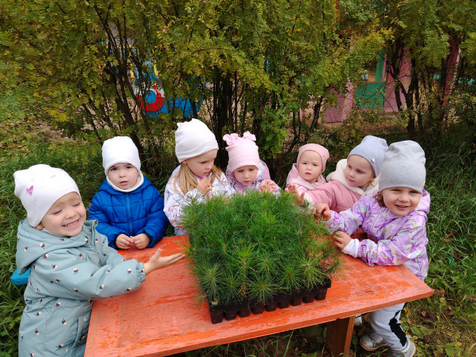Сосны.